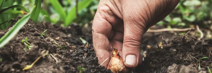 Person pflanzt Blumenzwiebel ein